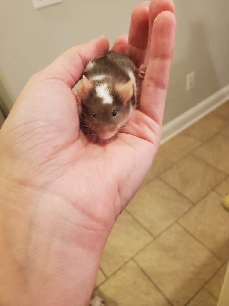 Fancy mouse Owned by other Mus musculus 