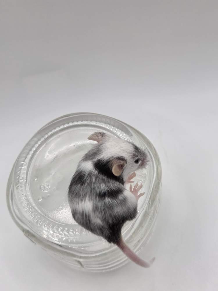 Fancy mouse Owned by other Mus musculus 