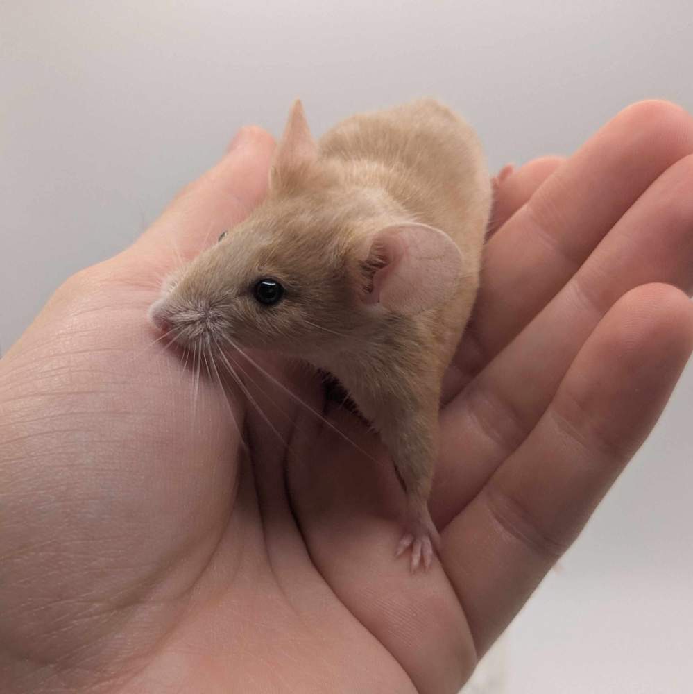 Fancy mouse Available for rehoming Mus musculus 