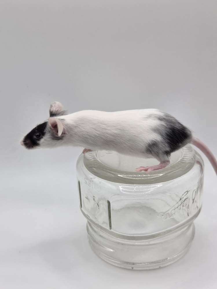 Fancy mouse Owned by other Mus musculus 