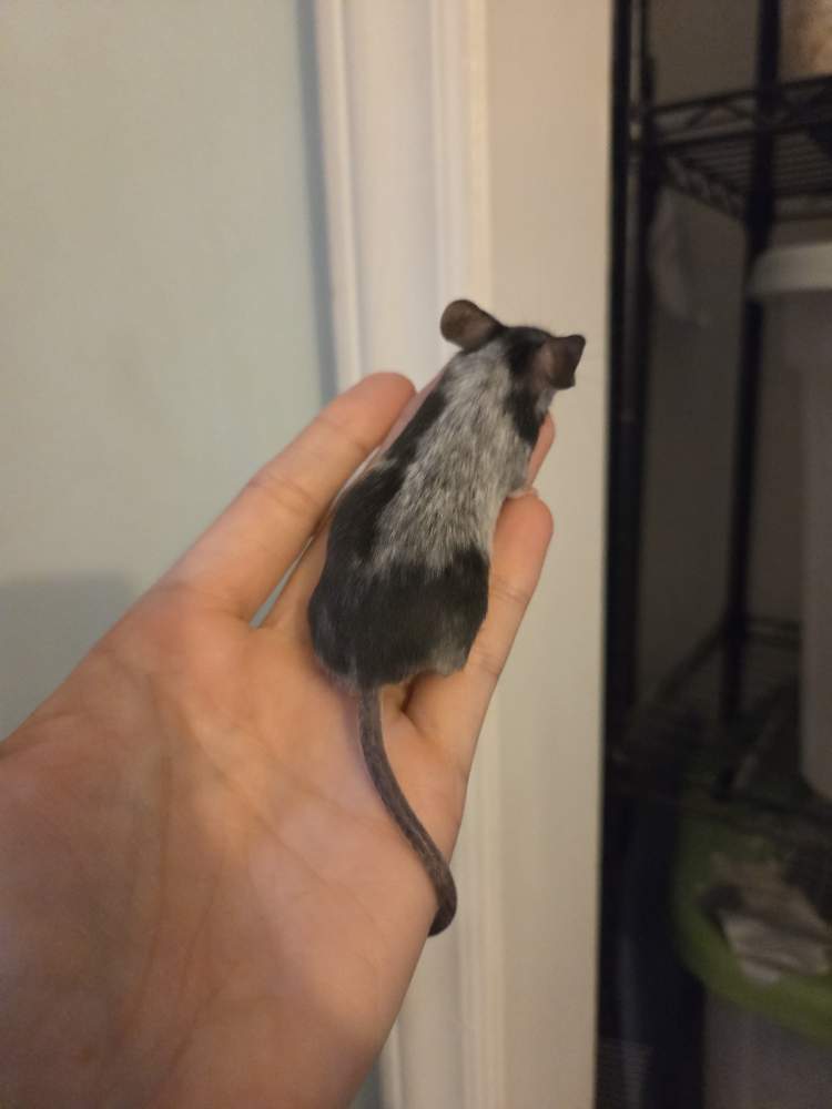 Fancy mouse Owned by other Mus musculus 