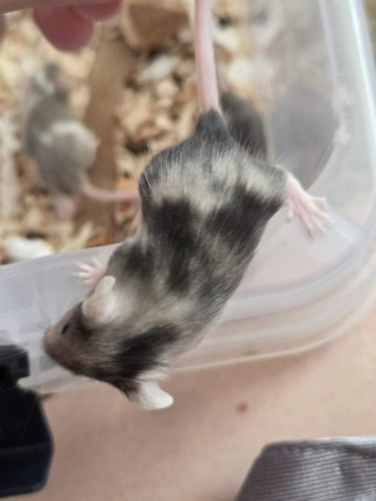 Fancy mouse Breeder Mus musculus 