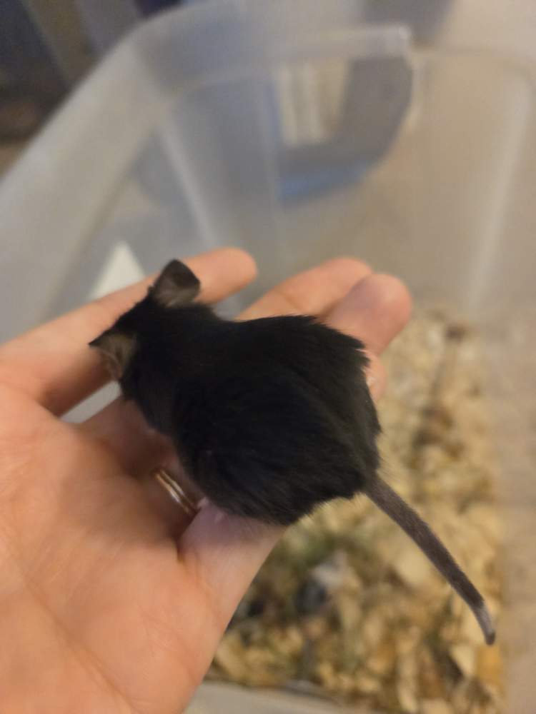 Fancy mouse Owned by other Mus musculus 