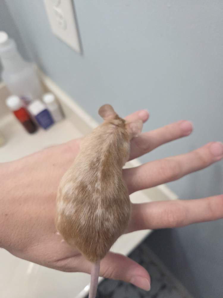 Fancy mouse Breeder Mus musculus 