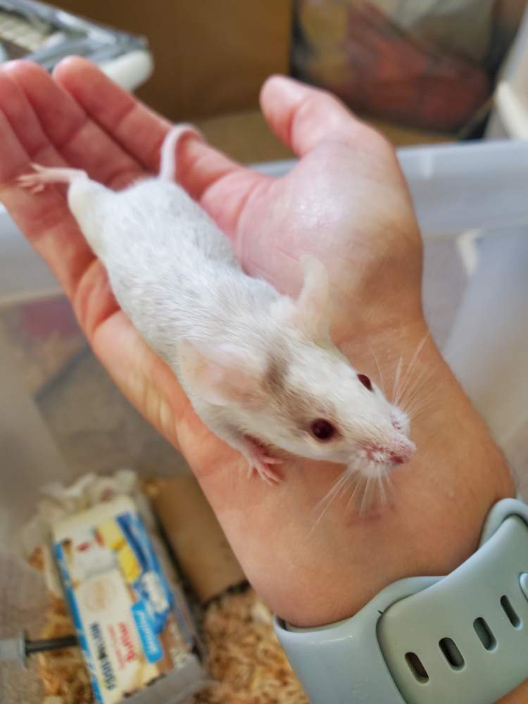 Fancy mouse Breeder Mus musculus 