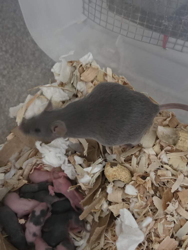 Fancy mouse Breeder Mus musculus 