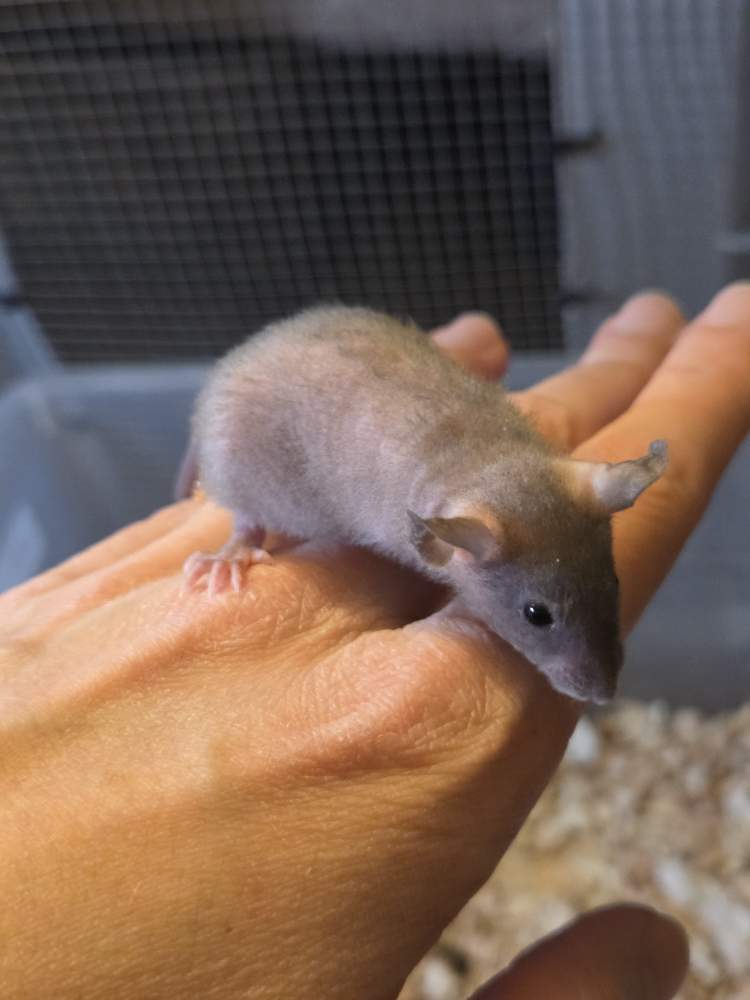 Fancy mouse Pet only Mus musculus 