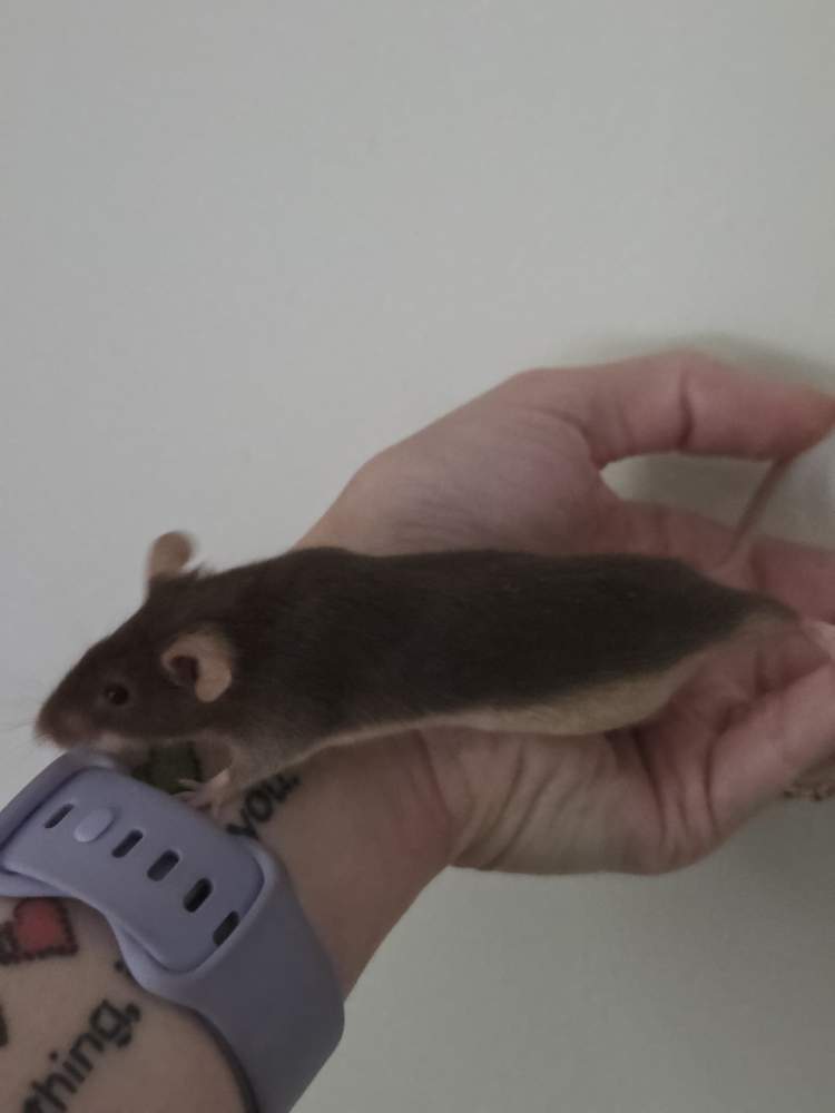 Fancy mouse Breeder Mus musculus 