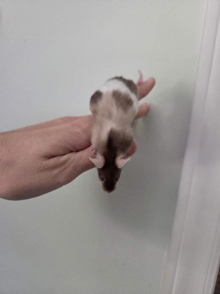 Fancy mouse Breeder Mus musculus 