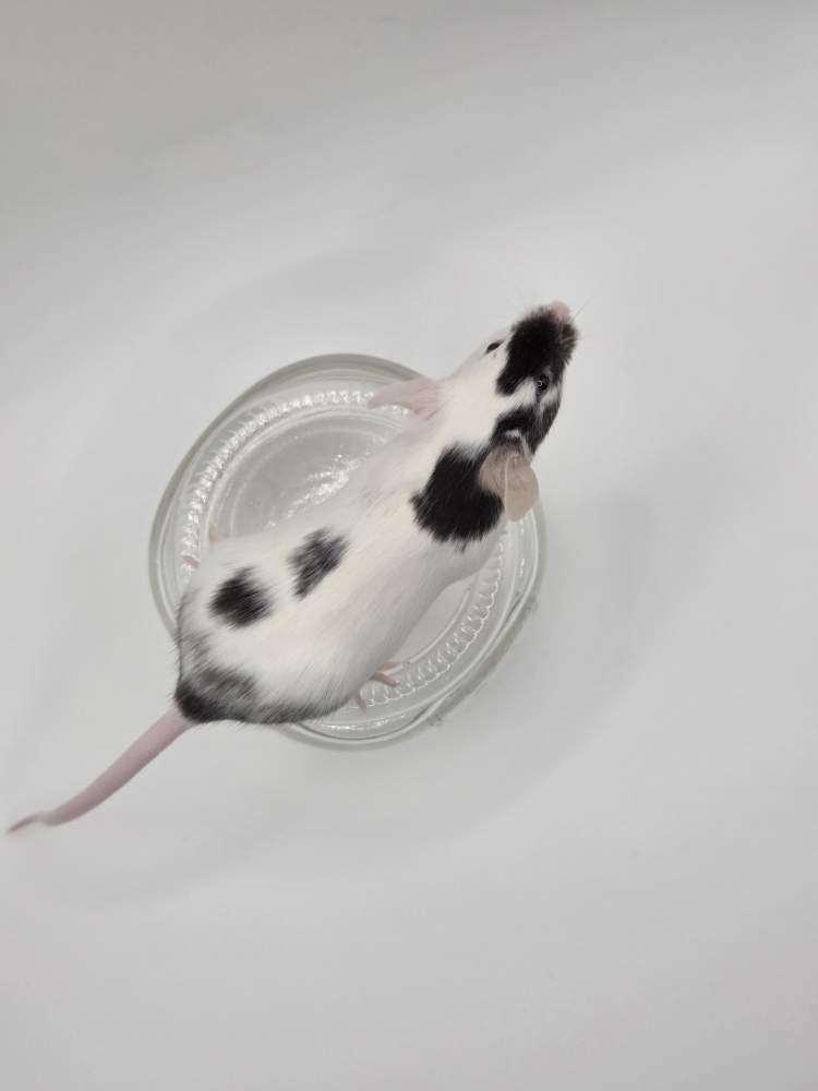 Fancy mouse Owned by other Mus musculus 