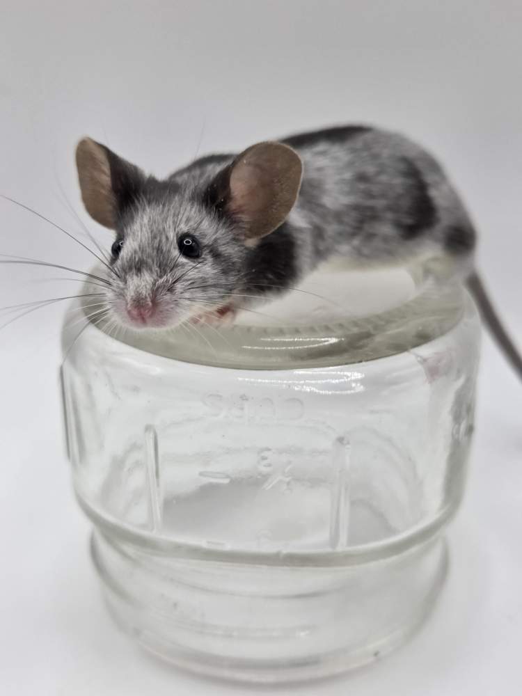 Fancy mouse Breeder Mus musculus 