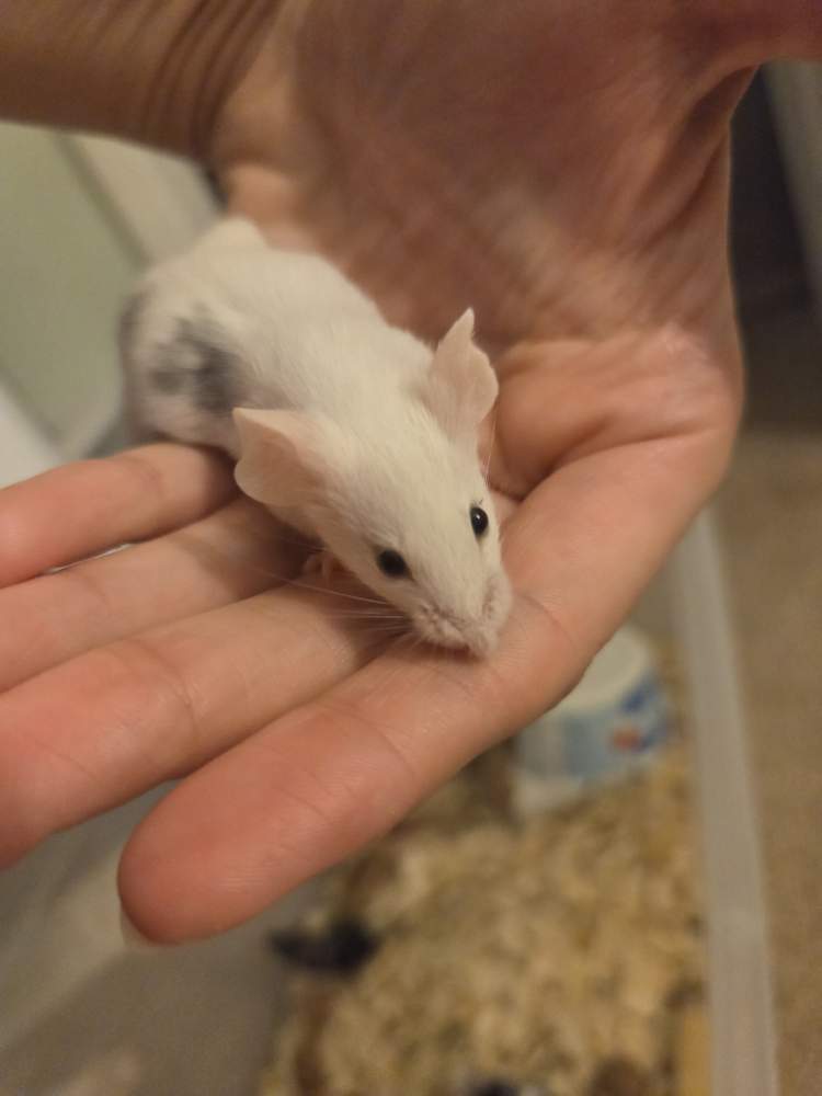 Fancy mouse Owned by other Mus musculus 
