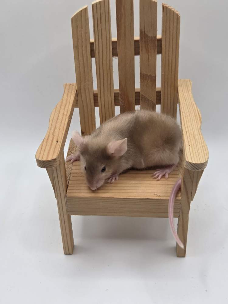 Fancy mouse Available for rehoming Mus musculus 