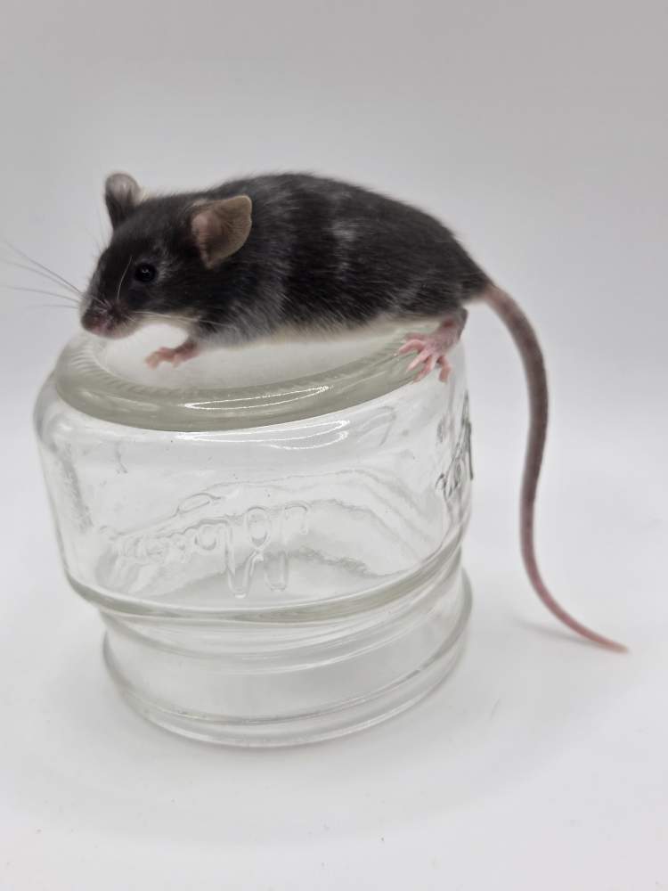 Fancy mouse Pet only Mus musculus 