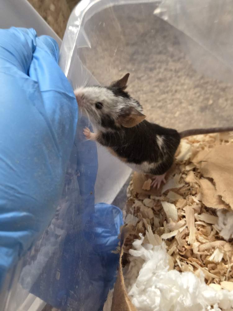 Fancy mouse Breeder Mus musculus 