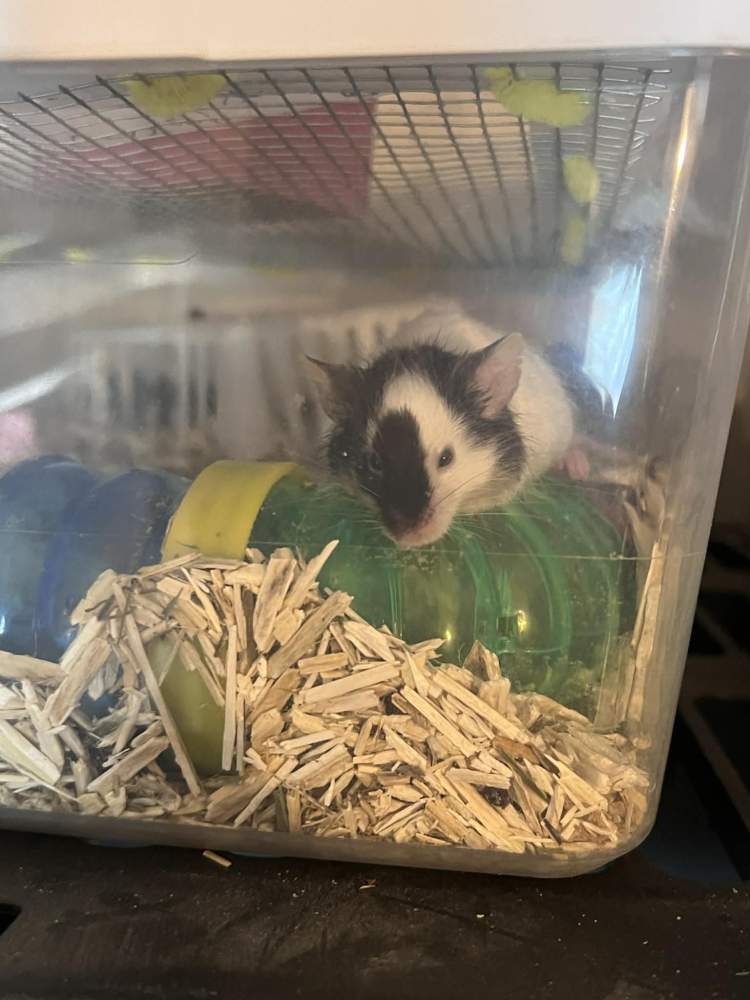 Fancy mouse Owned by other Mus musculus 