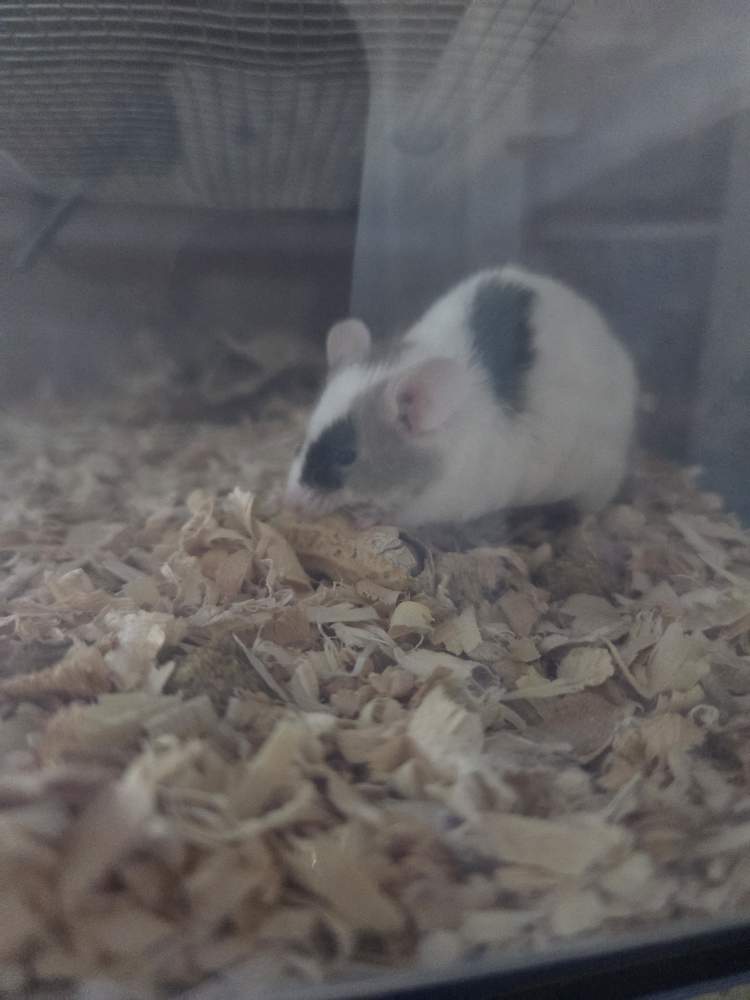 Fancy mouse Pet only Mus musculus 