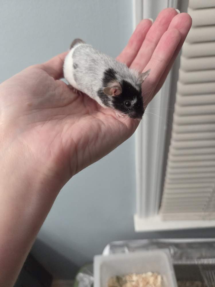 Fancy mouse Breeder Mus musculus 