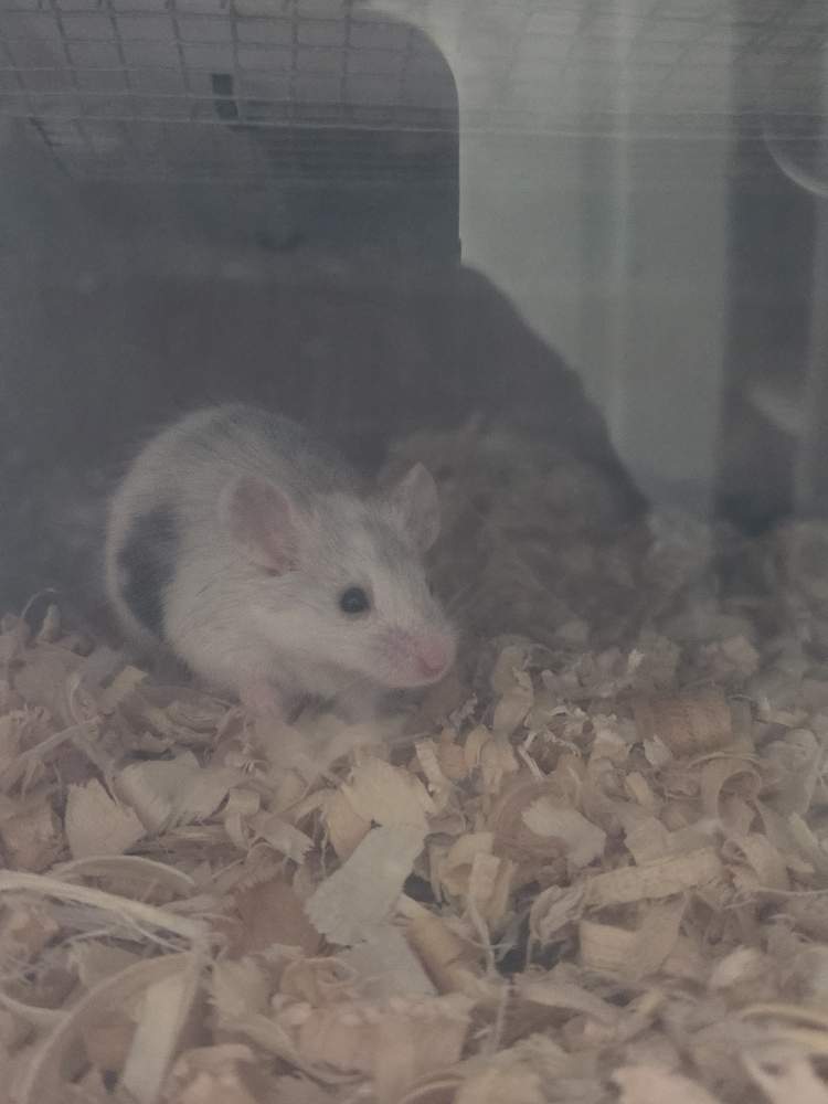 Fancy mouse Breeder Mus musculus 