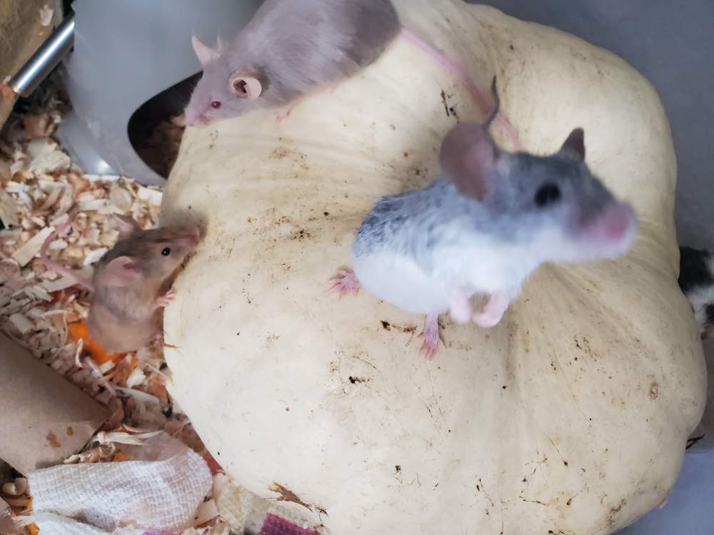 Fancy mouse Owned by other Mus musculus 