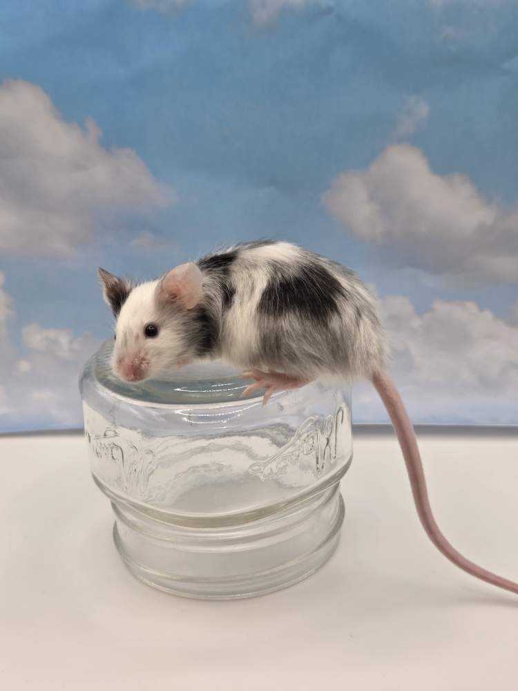 Fancy mouse Breeder Mus musculus 