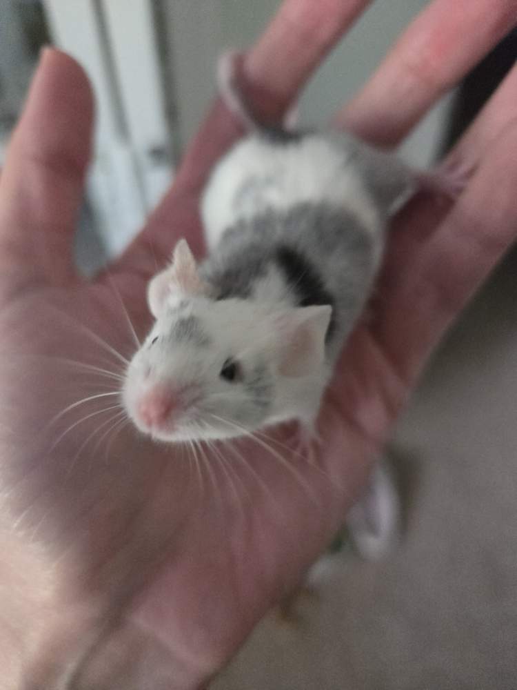 Fancy mouse Pet only Mus musculus 