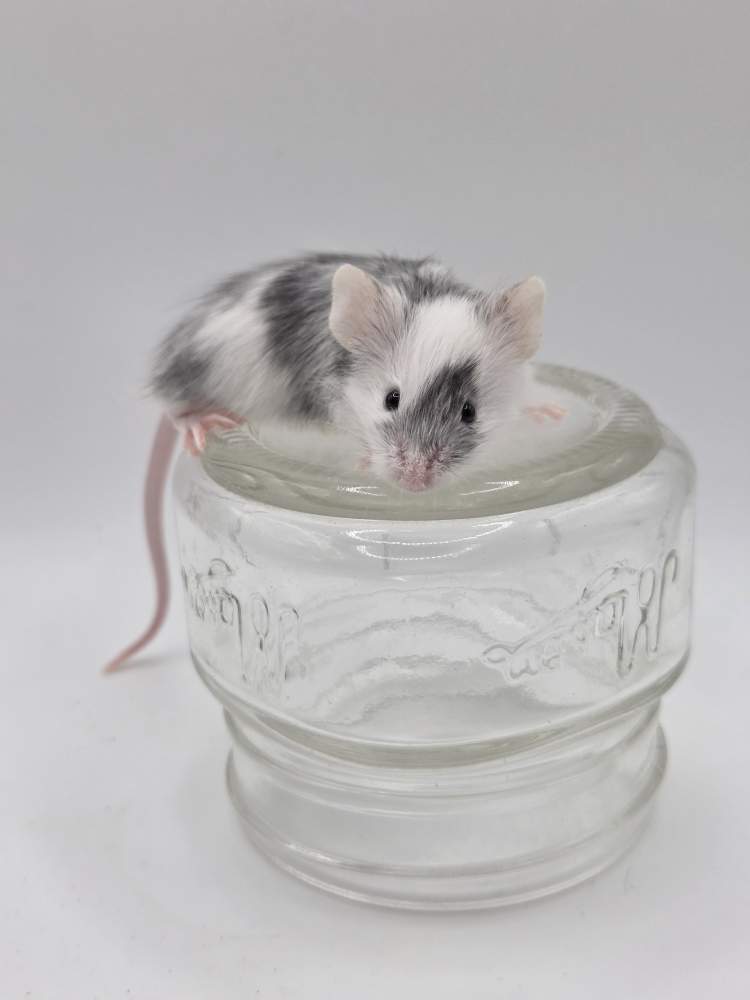 Fancy mouse Rehomed Mus musculus 
