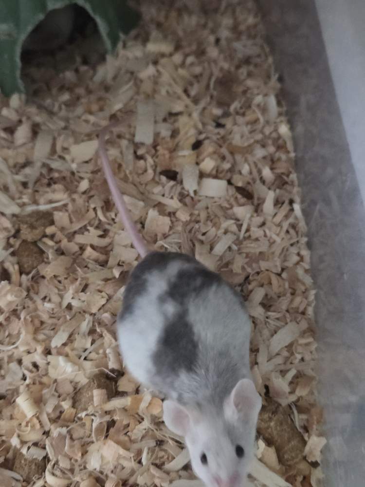 Fancy mouse Breeder Mus musculus 
