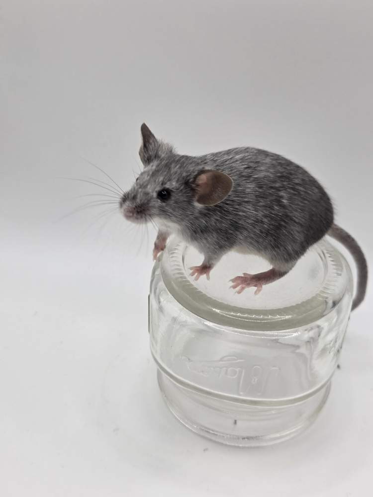 Fancy mouse Rehomed Mus musculus 