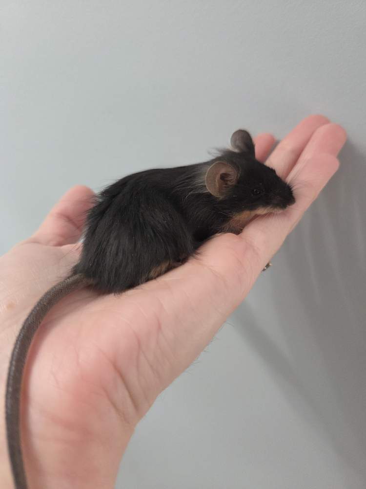 Fancy mouse Rehomed Mus musculus 
