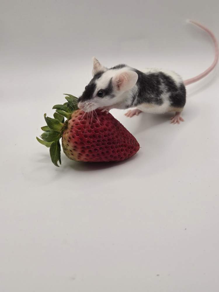 Fancy mouse Retired Mus musculus 