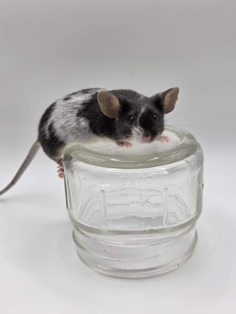 Fancy mouse Breeder Mus musculus 