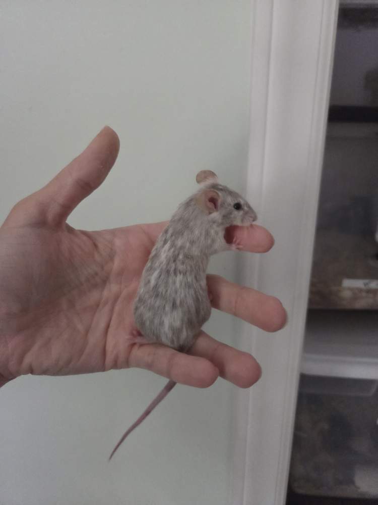 Fancy mouse Breeder Mus musculus 