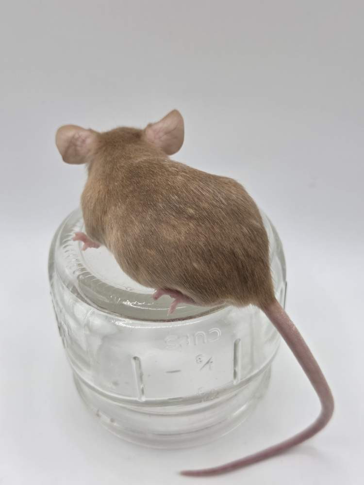 Fancy mouse Available for rehoming Mus musculus 