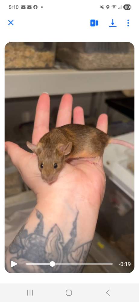 Fancy mouse Breeder Mus musculus 