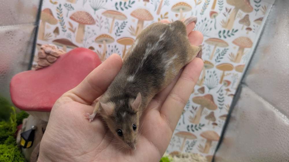 Fancy mouse Breeder Mus musculus 