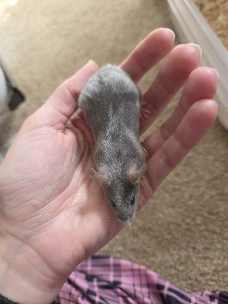 Fancy mouse Breeder Mus musculus 