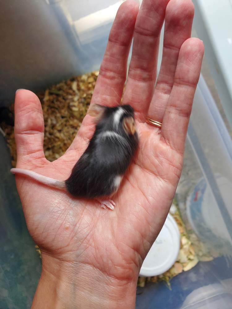 Fancy mouse Owned by other Mus musculus 