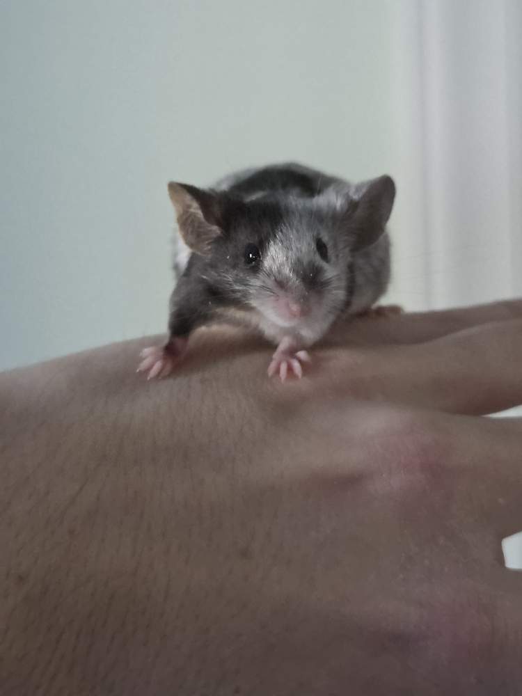 Fancy mouse Breeder Mus musculus 