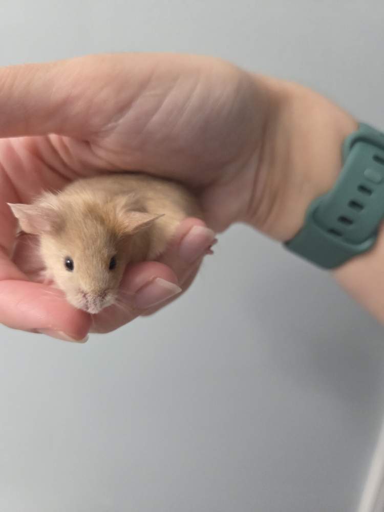 Fancy mouse Deceased Mus musculus 