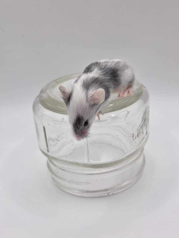 Fancy mouse Owned by other Mus musculus 