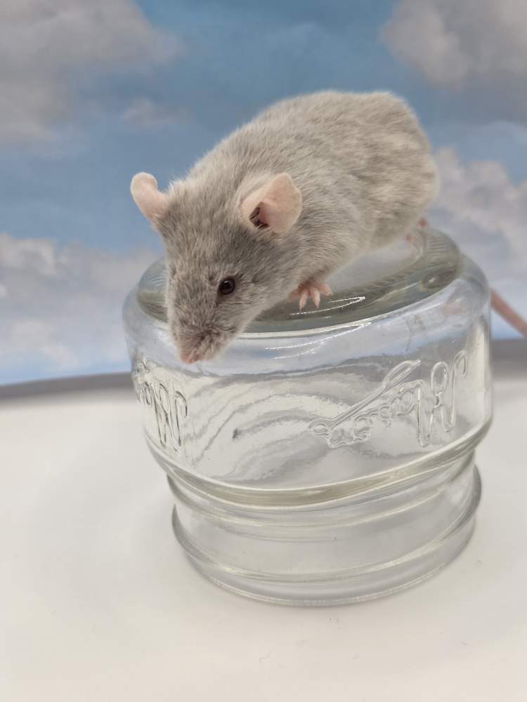 Fancy mouse Breeder Mus musculus 
