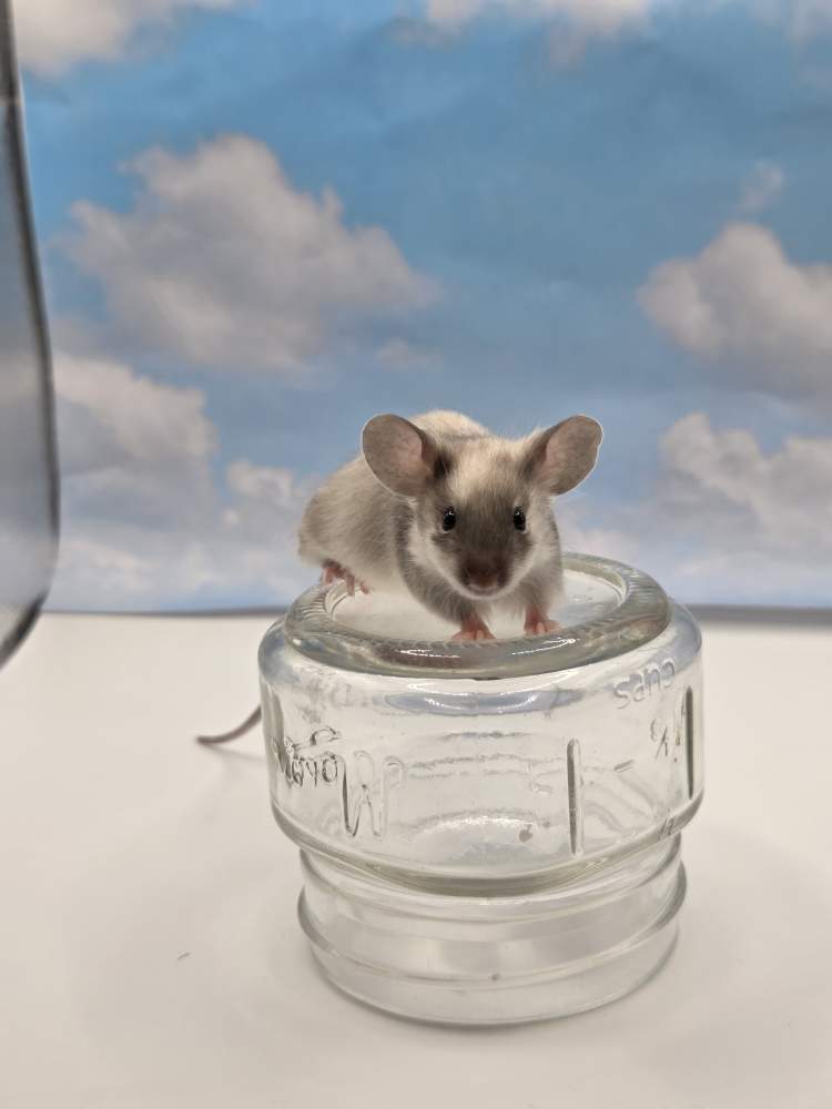 Fancy mouse Breeder Mus musculus 