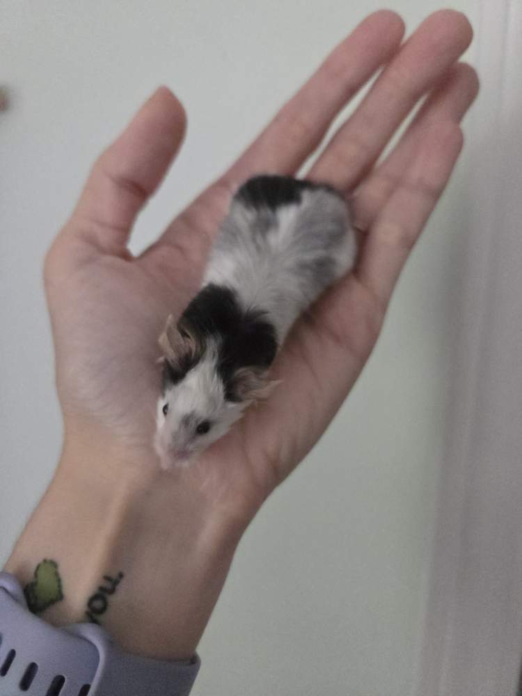 Fancy mouse Breeder Mus musculus 
