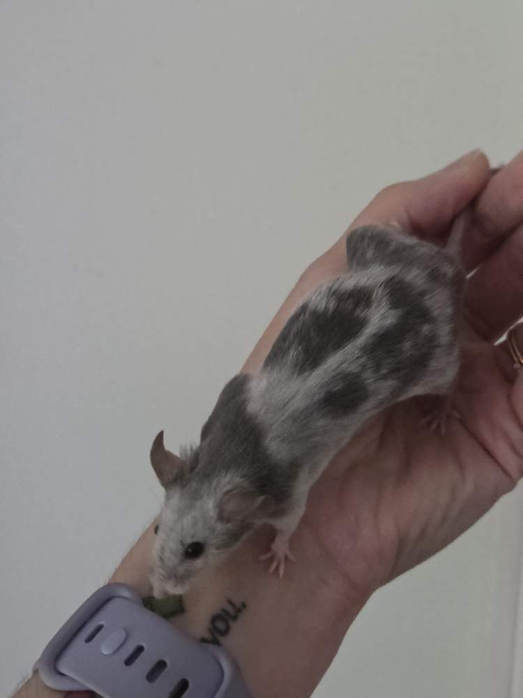 Fancy mouse Breeder Mus musculus 