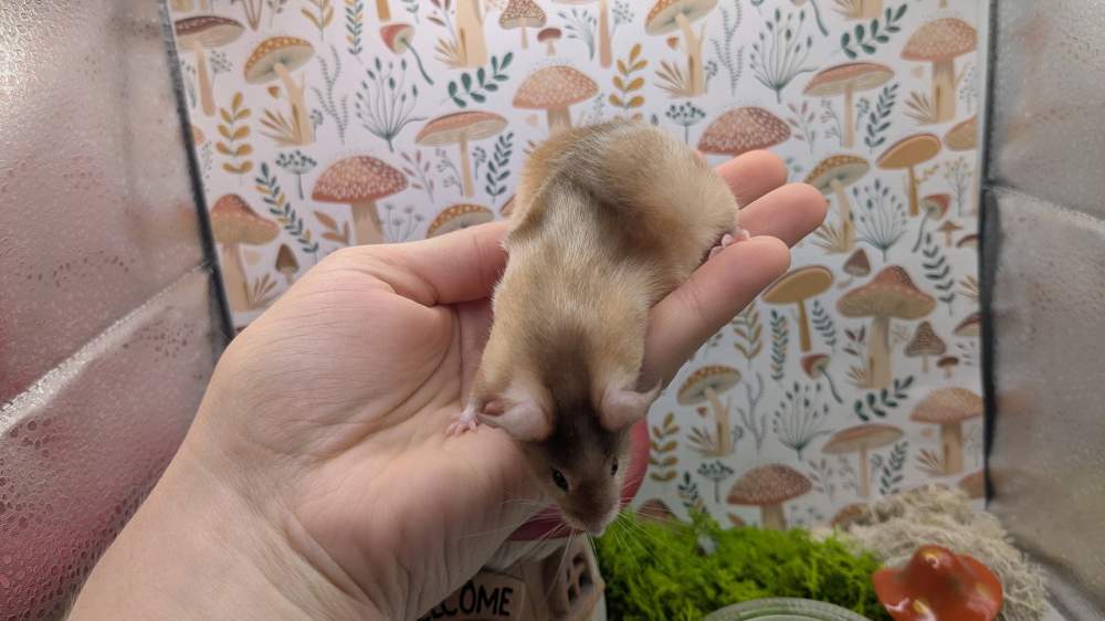 Fancy mouse Breeder Mus musculus 