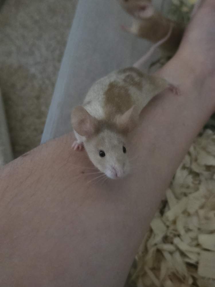Fancy mouse Breeder Mus musculus 
