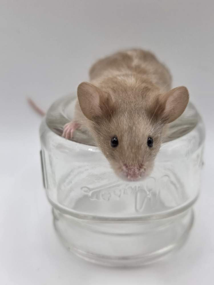 Fancy mouse Owned by other Mus musculus 