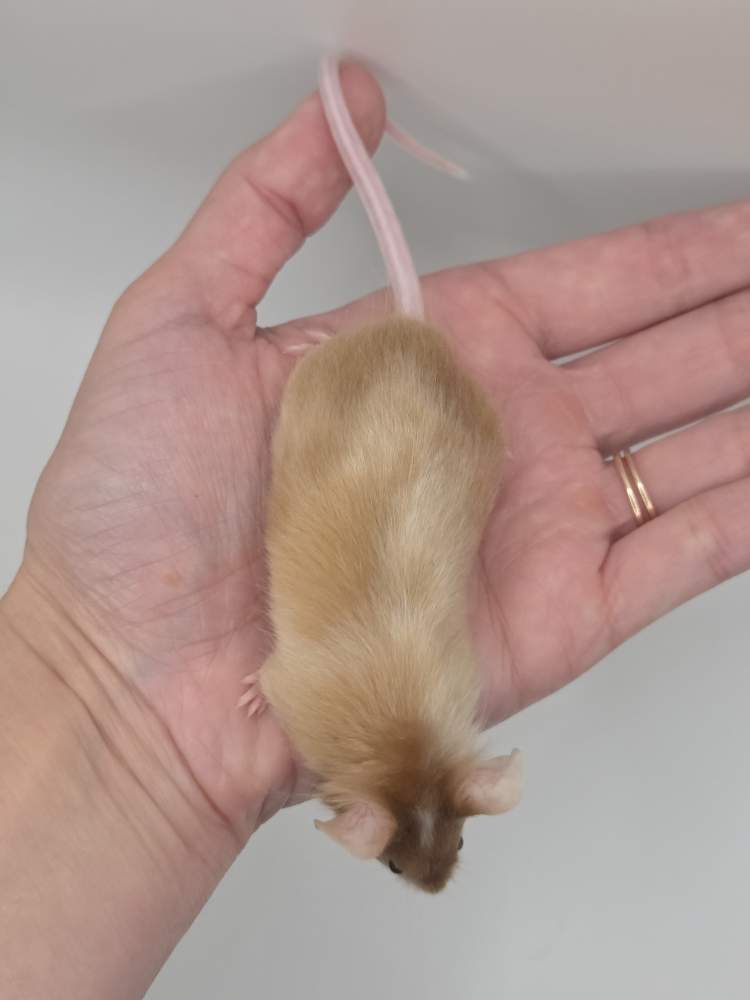 Fancy mouse Breeder Mus musculus 