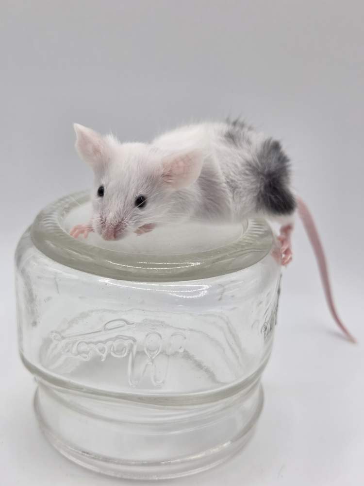 Fancy mouse Pet only Mus musculus 